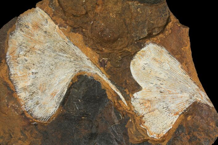 Fossil Ginkgo Leaves From North Dakota - Paleocene #95346